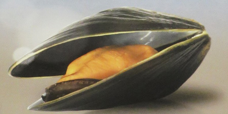 モンサンミッシェル　ムール貝